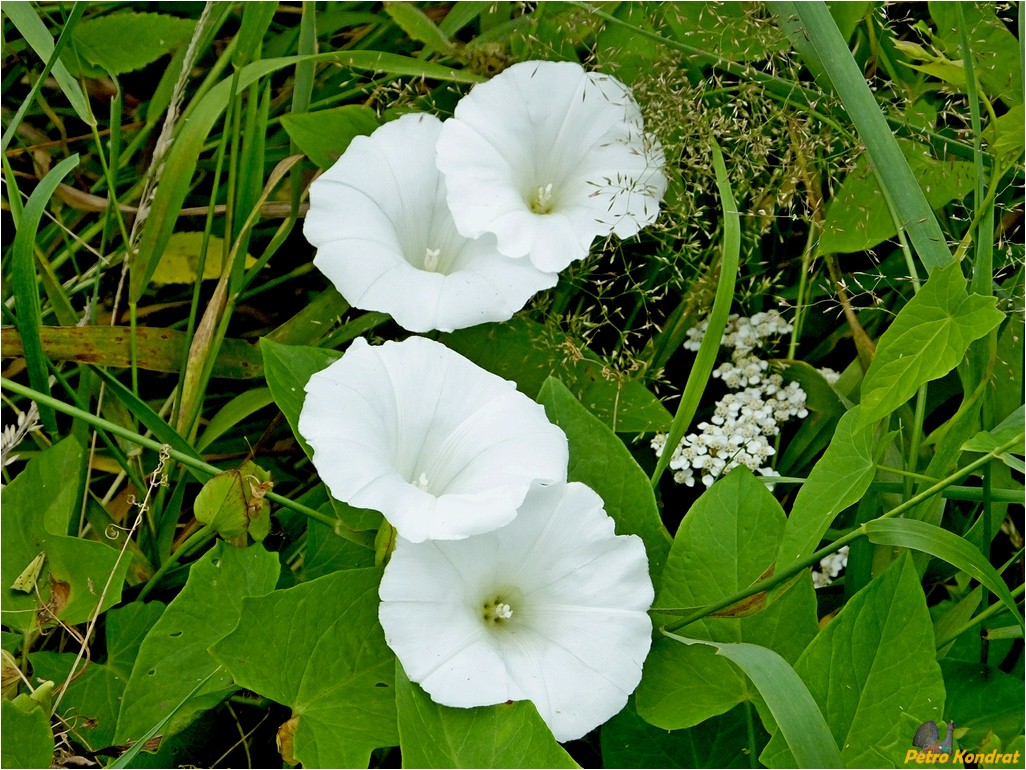 Image of Calystegia sepium specimen.