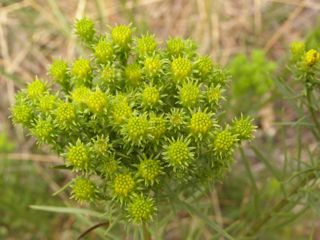 Image of genus Galatella specimen.