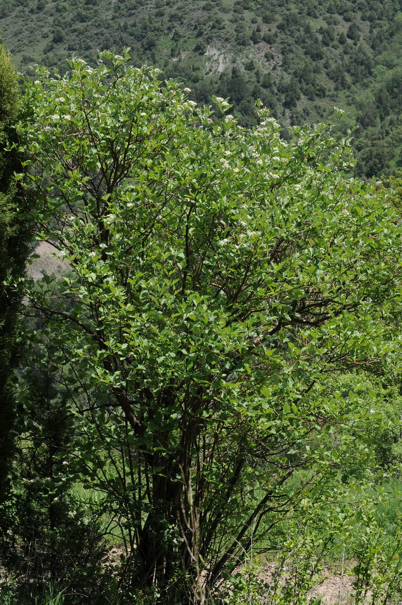 Image of Sorbus persica specimen.