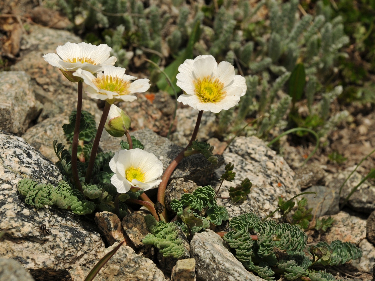 Image of Callianthemum alatavicum specimen.