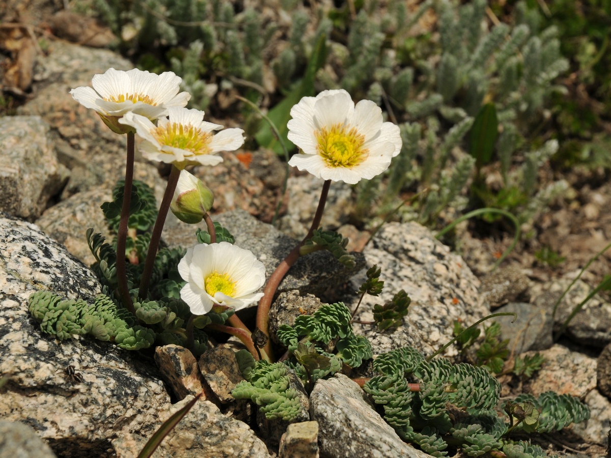 Изображение особи Callianthemum alatavicum.