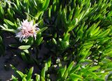 genus Carpobrotus