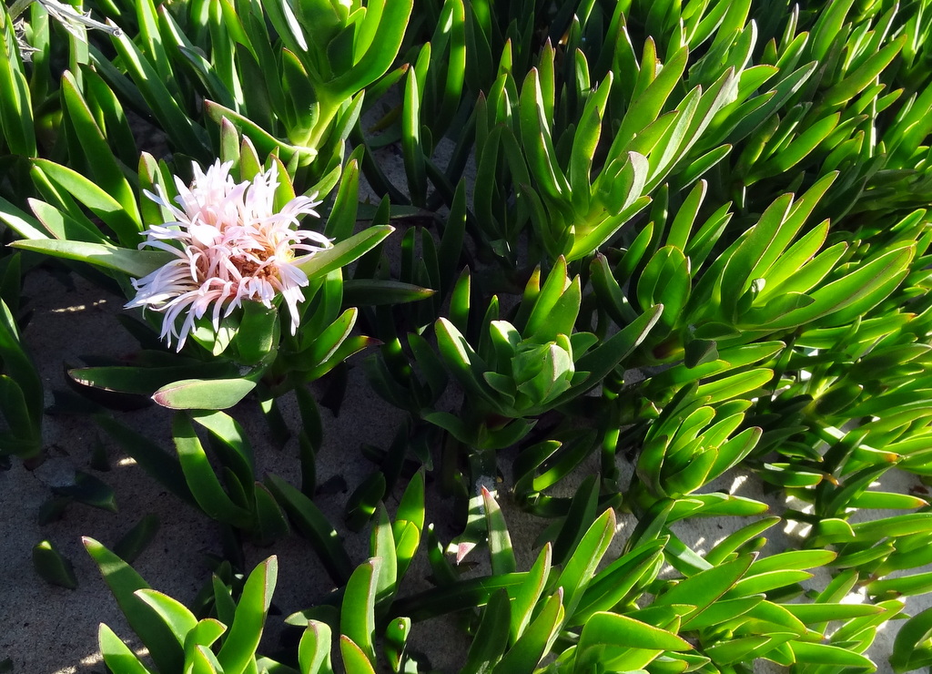 Изображение особи род Carpobrotus.