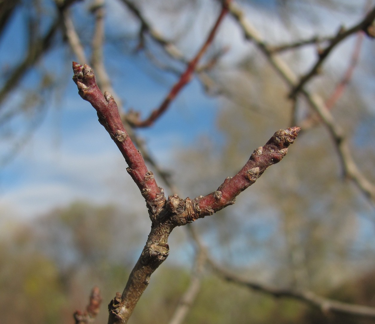 Image of Prunus cerasifera specimen.