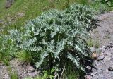 familia Asteraceae. Вегетирующее растение. Кабардино-Балкария, Эльбрусский р-н, пик Терскол, выс. около 2500 м н.у.м., альпийский луг. 14.07.2016.