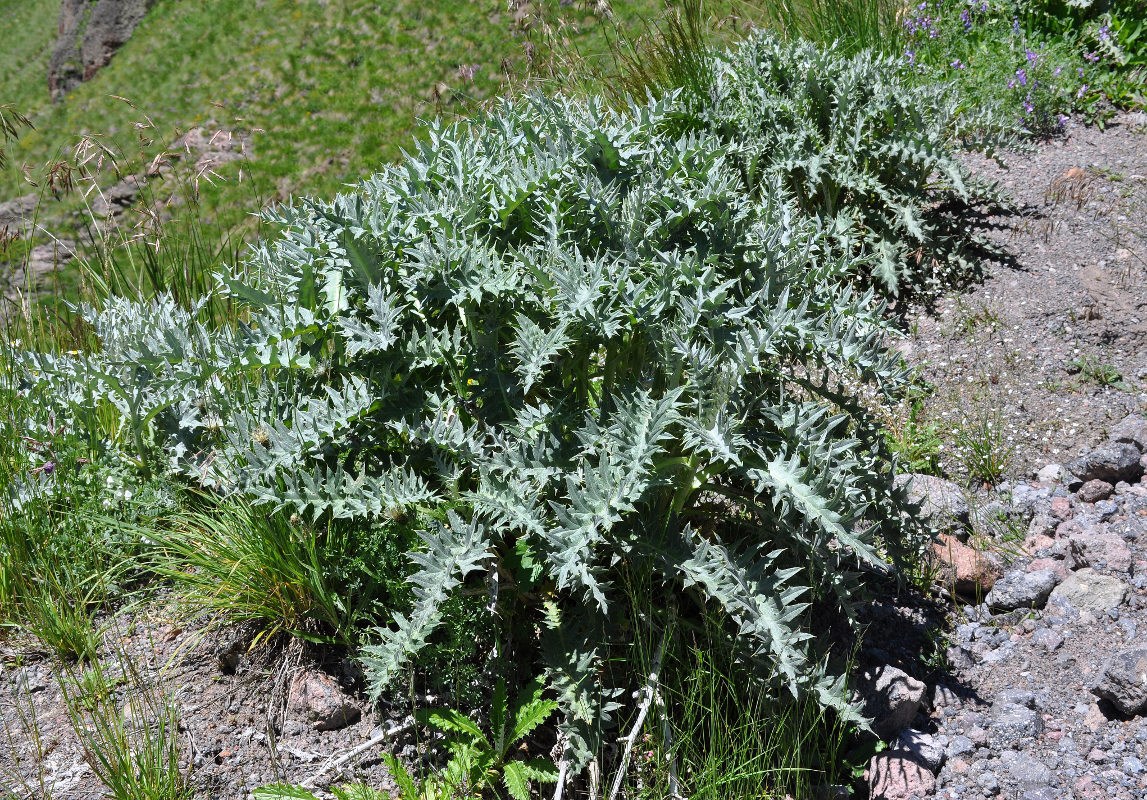 Изображение особи семейство Asteraceae.