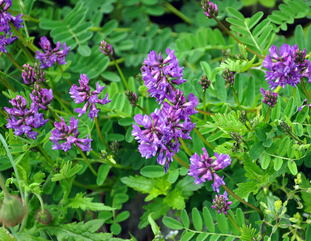 Изображение особи Astragalus brachytropis.