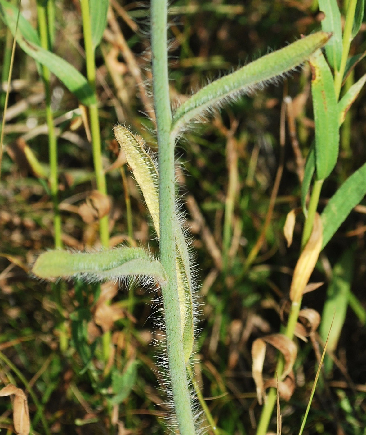 Изображение особи Pilosella procera.