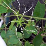 Clematis mandshurica