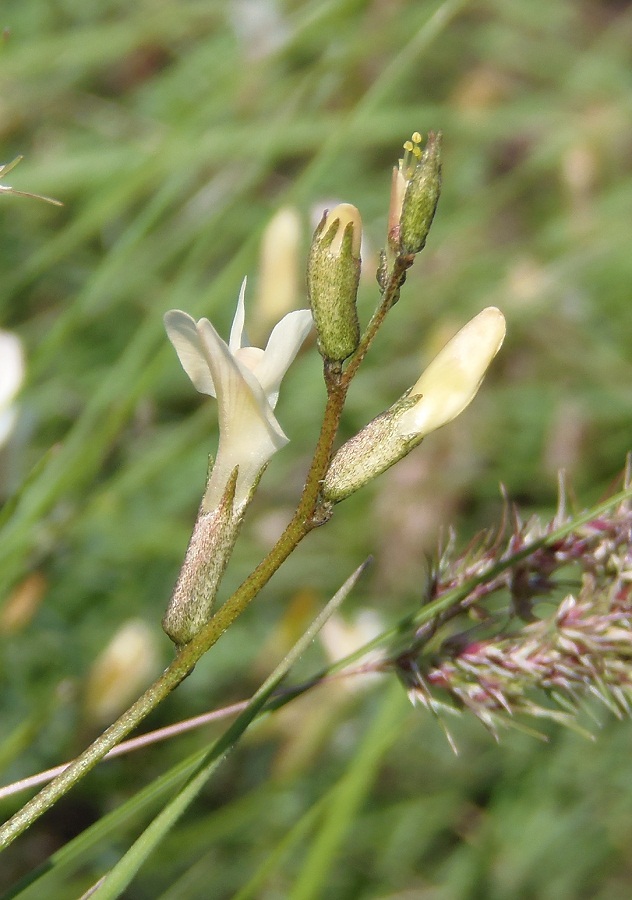 Изображение особи Astragalus ucrainicus.