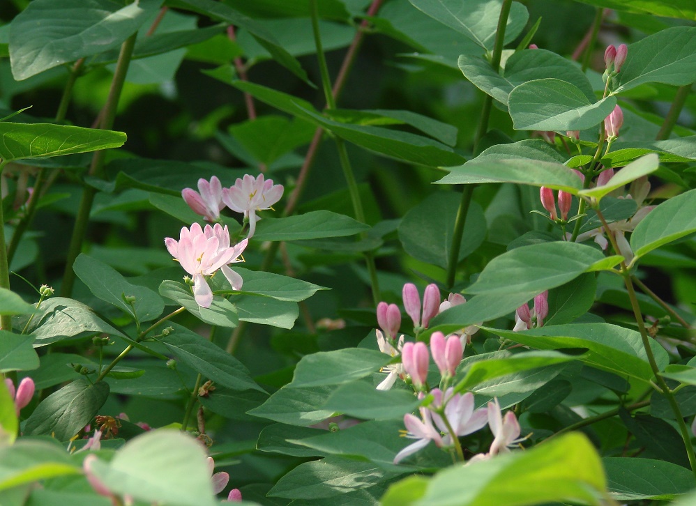 Изображение особи Lonicera tatarica.