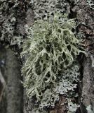 Evernia prunastri. Таллом. Архангельская обл., Приморский р-н, окр. пос. Боброво, лес, на стволе. 14.05.2013.