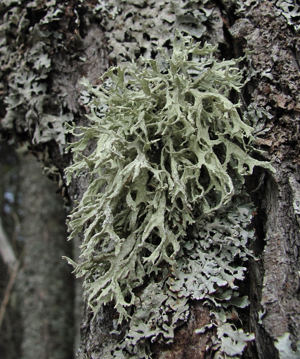 Image of Evernia prunastri specimen.