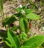 Galeopsis bifida. Верхушка цветущего растения. Ленинградская обл., Ломоносовский р-н, окр. пос. Большая Ижора, побережье Финского залива, береговой вал, песчаный пляж. 02.07.2016.