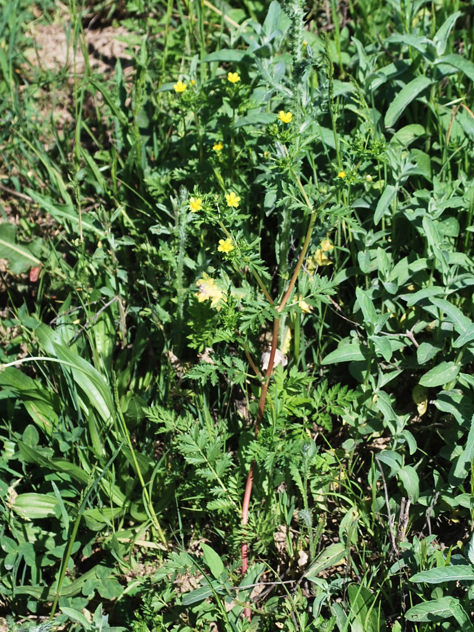 Изображение особи Potentilla supina.