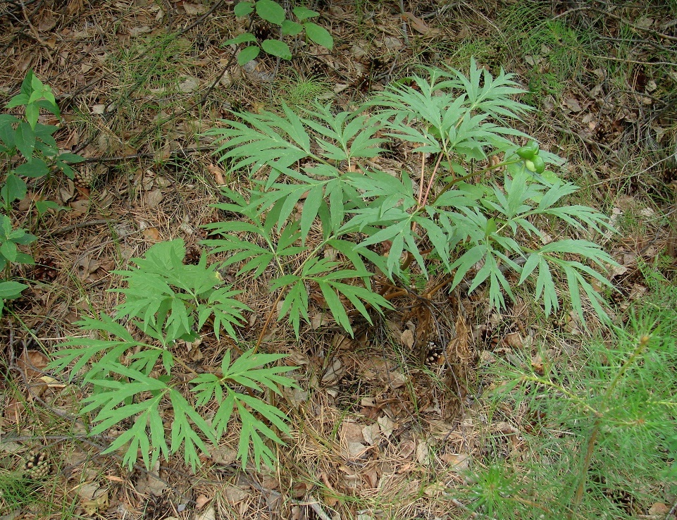 Изображение особи Paeonia anomala.