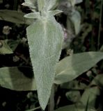 Stachys cretica