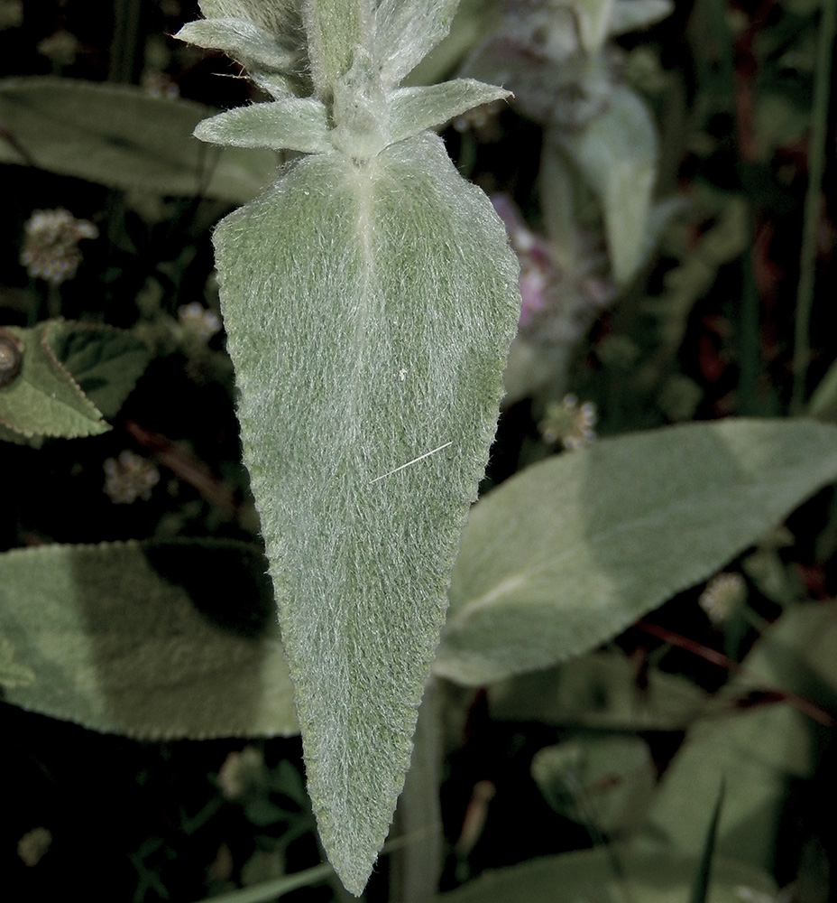 Изображение особи Stachys velata.