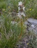 Asphodeline taurica