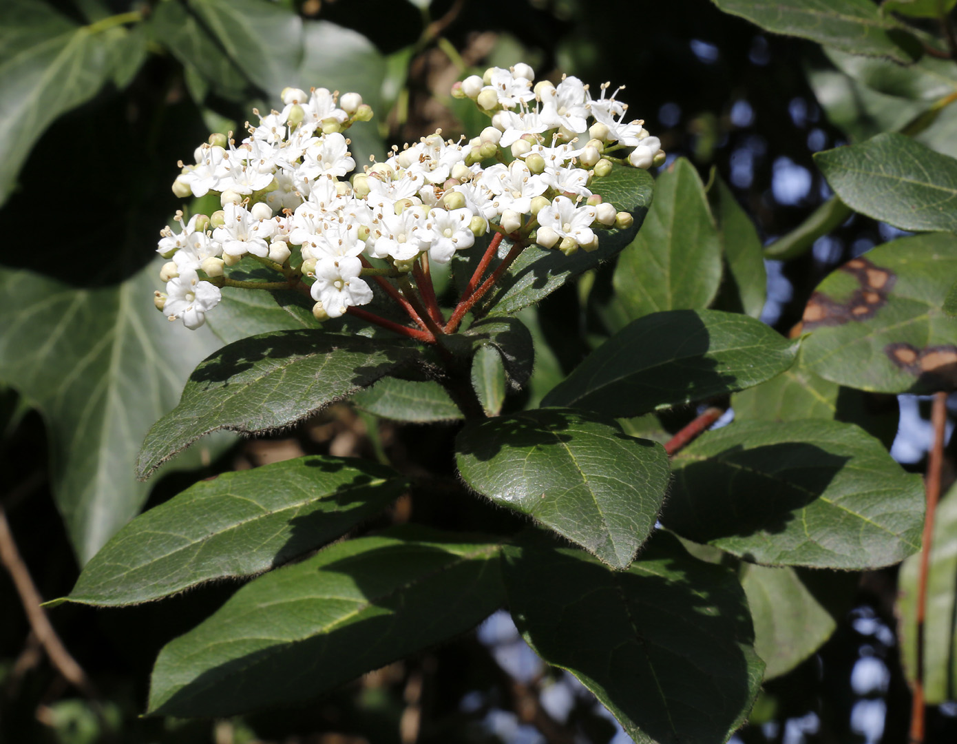 Изображение особи Viburnum tinus.