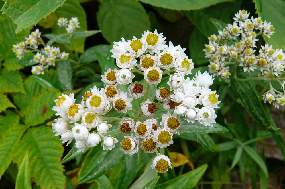 Image of Anaphalis margaritacea specimen.