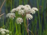 Cicuta virosa