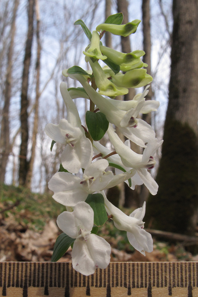 Изображение особи Corydalis teberdensis.