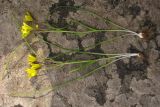 Gagea chrysantha. Выкопанные растения. Крым, Южный берег, гора Кастель. 3 апреля 2010 г.