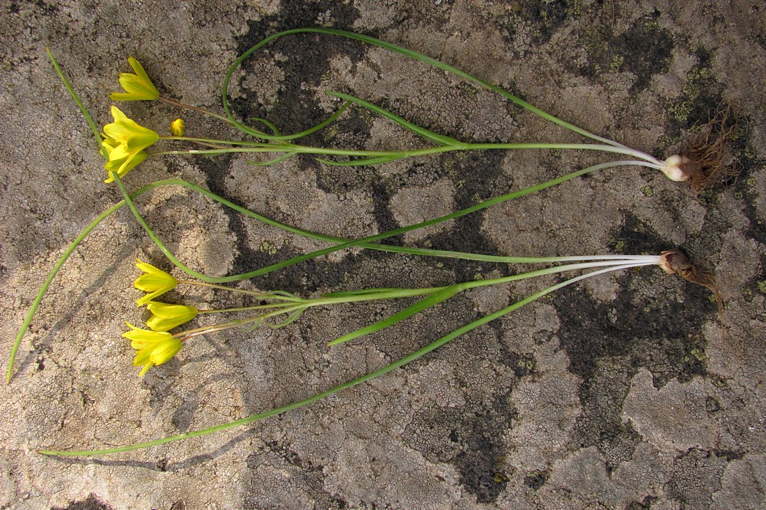 Изображение особи Gagea chrysantha.