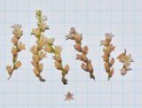 Smilax aspera