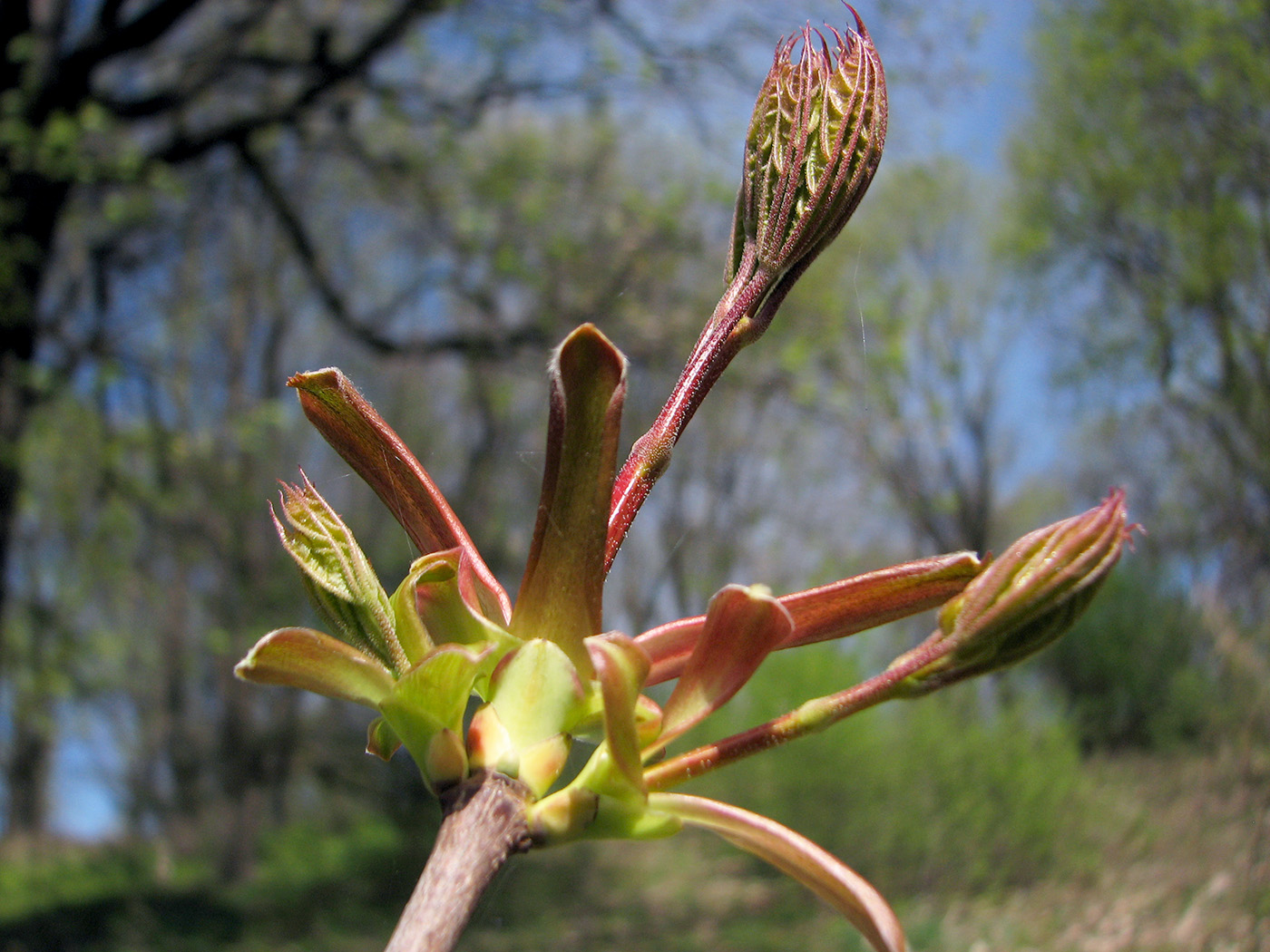 Image of Acer platanoides specimen.