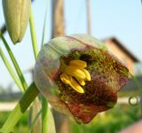 Fritillaria olgae