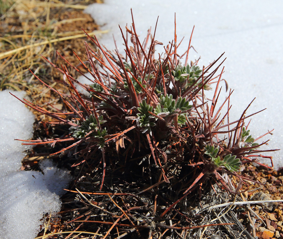 Image of Oxytropis tragacanthoides specimen.