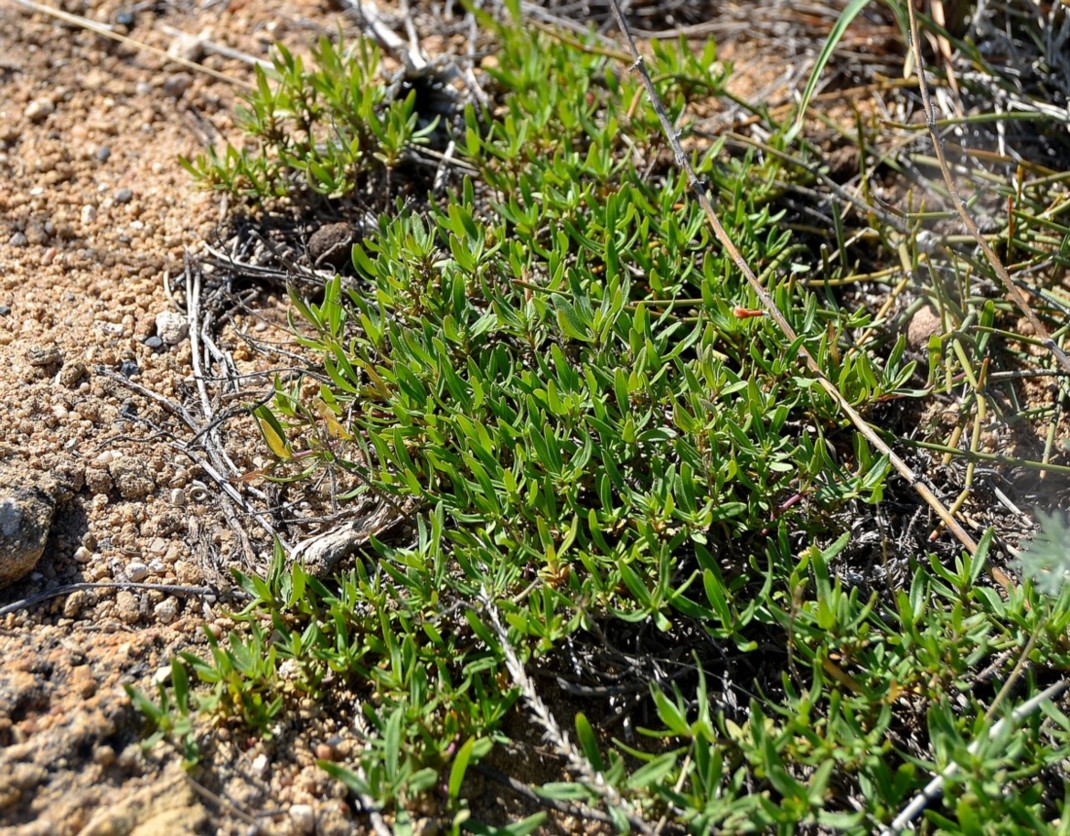Изображение особи Thymus kirgisorum.