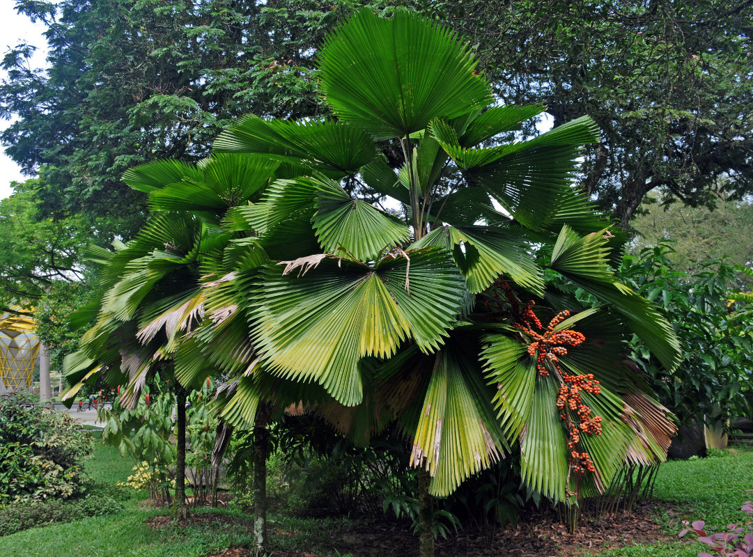 Image of Licuala grandis specimen.