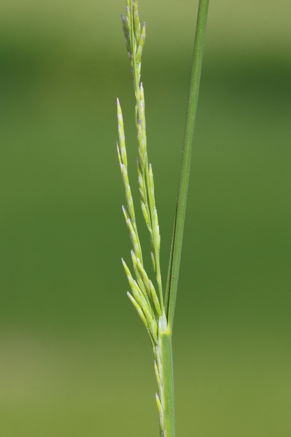 Image of genus Puccinellia specimen.