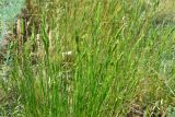 Agropyron cimmericum. Цветущие растения на ракушечном пляже. Крым, Арабатская стрелка, урочище Рожково. 30.05.2017.