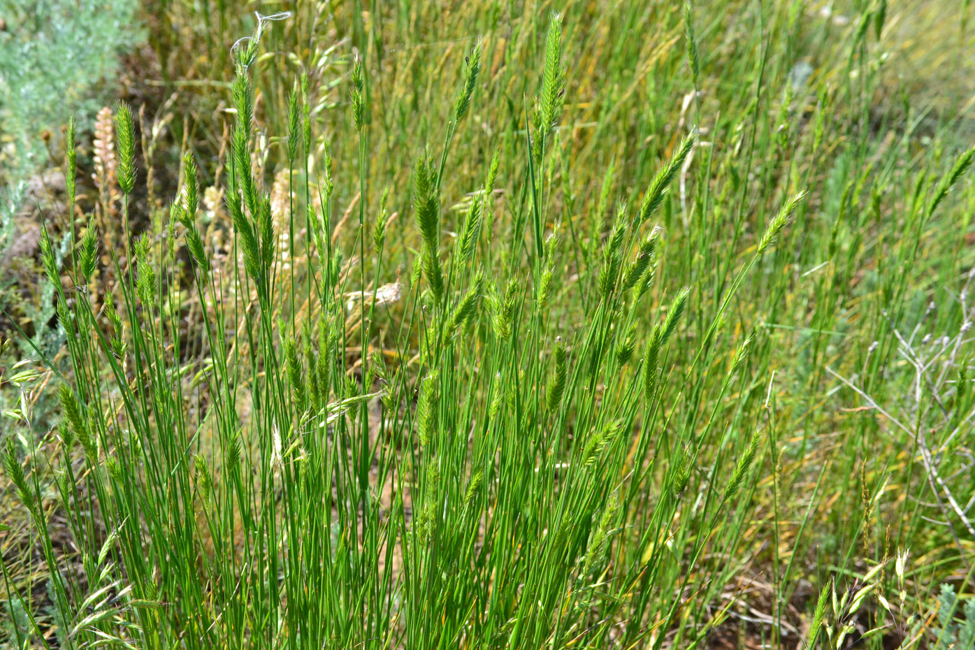 Изображение особи Agropyron cimmericum.