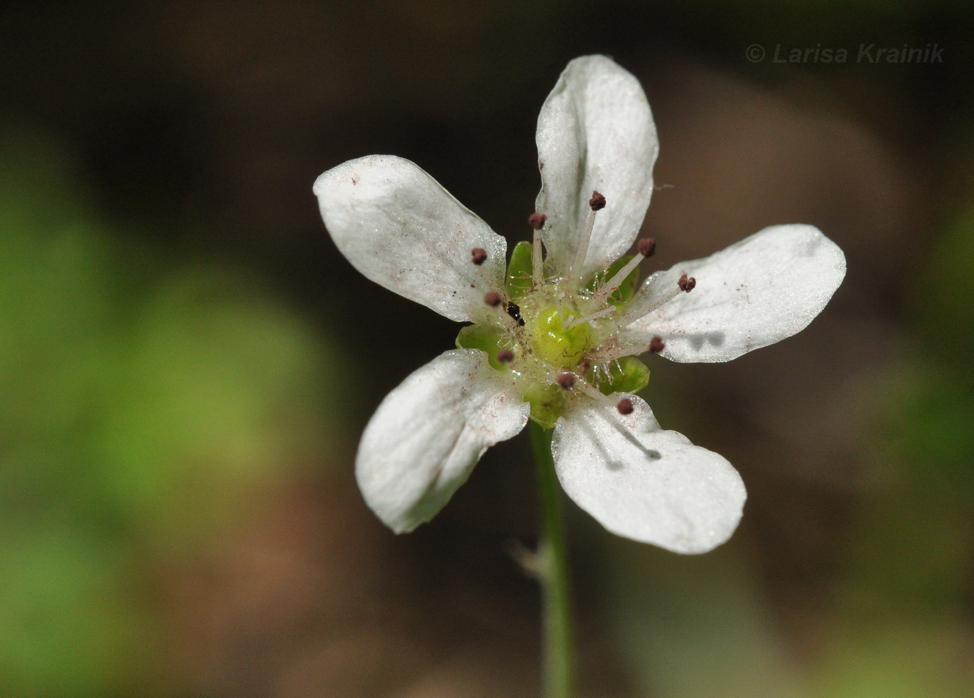 Image of Moehringia lateriflora specimen.