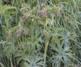 Geranium pratense. Зацветающее растение. Нижегородская обл., Кстовский р-н, окр. с. Вередеево, луг. 20.06.2017.