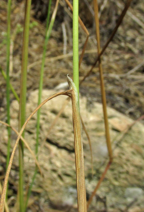 Image of Alopecurus myosuroides specimen.