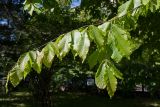 Fagus orientalis. Ветвь взрослого дерева. Петербург, ботанический сад БИН РАН, в культуре. 07.06.2017.