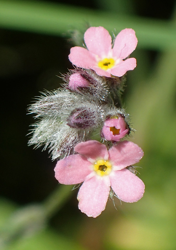 Image of Myosotis arvensis specimen.