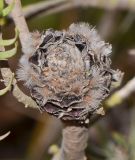 Leucadendron galpinii