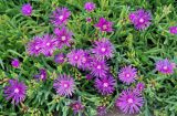 Delosperma cooperi