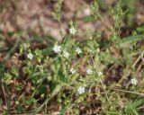 Arenaria serpyllifolia. Цветущее растение. Московская обл., Истринский р-н, Павловская Слобода. 18.06.2008.