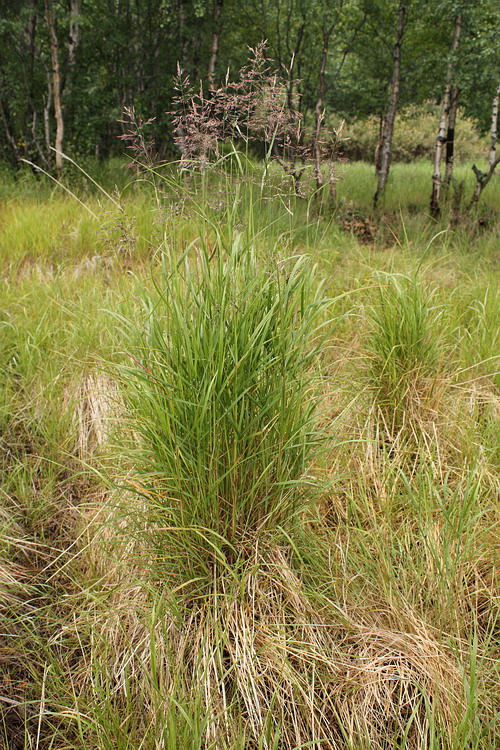 Изображение особи Calamagrostis phragmitoides.