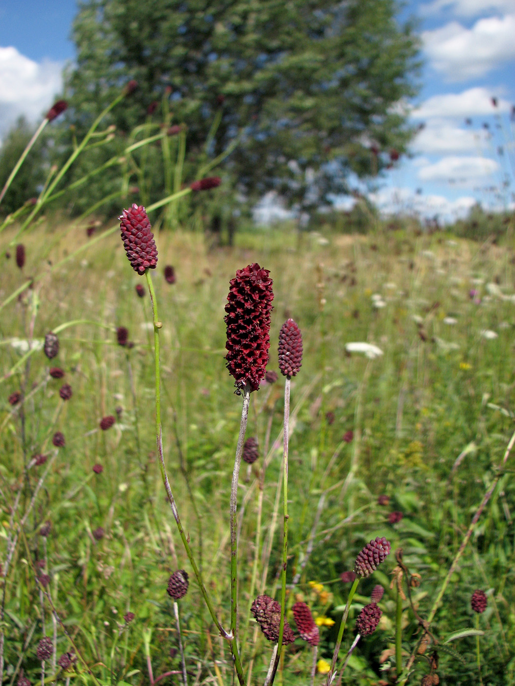Image of Sanguisorba officinalis specimen.