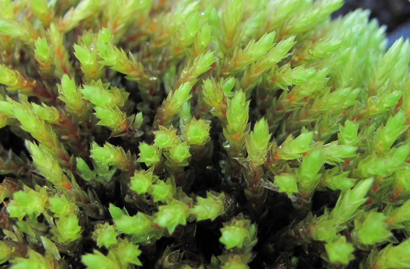 Image of Bryum schleicheri specimen.