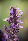genus Teucrium